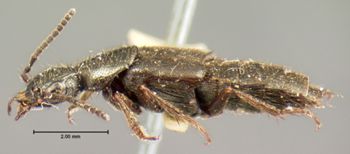 Media type: image;   Entomology 7315 Aspect: habitus lateral view